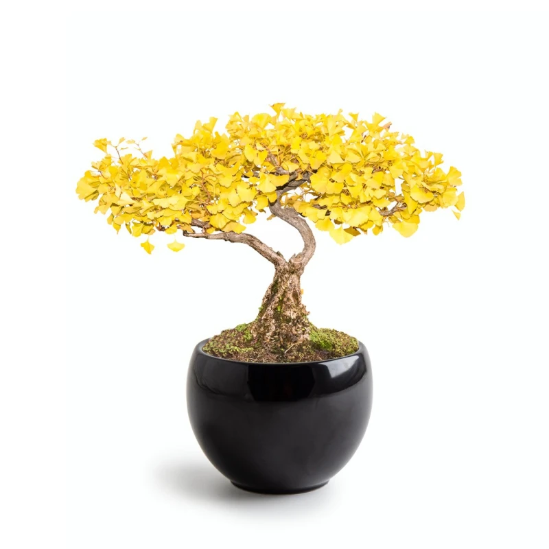 Radis et Capucine Zestaw do uprawy bonsai Ginkgo Biloba