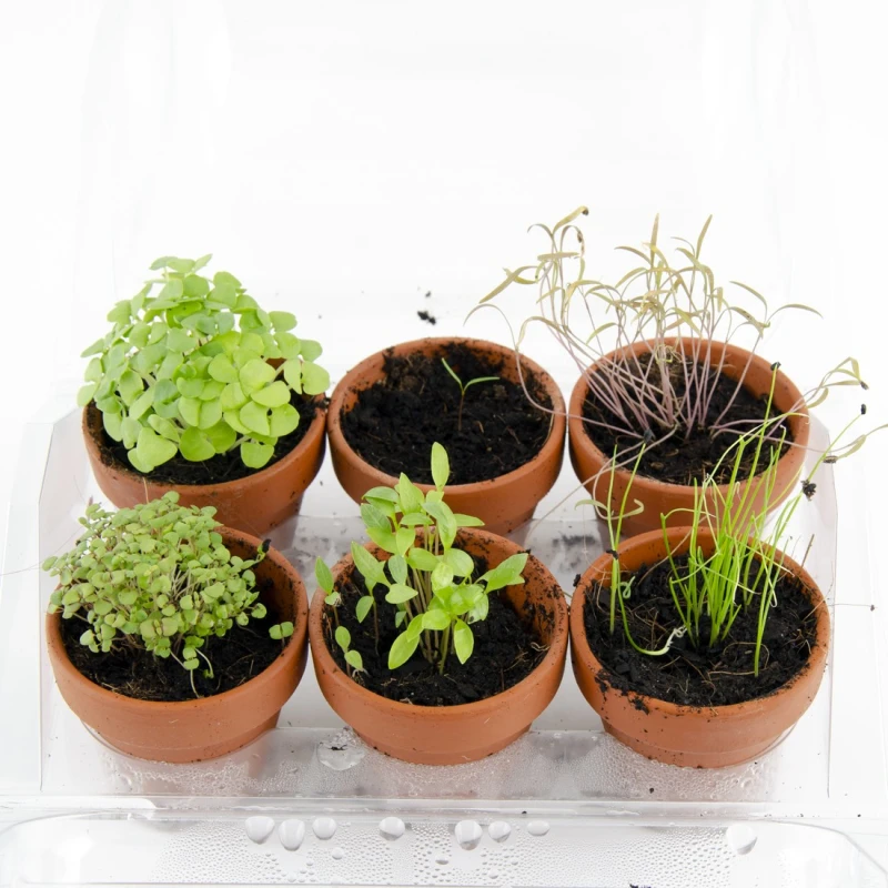 Radis et Capucine Mini szklarnia do uprawy ziół – domowy ogródek aromatyczny