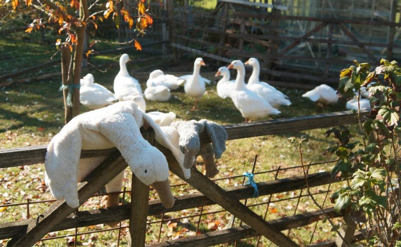 SENGER NATURWELT, przytulanka termofor gęś mała szara GOOSE SMALL GREY